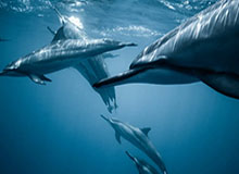 开云官方直播：把全球好物带到你的客厅